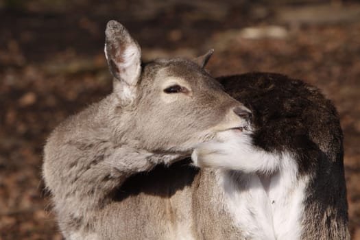 Fallow deer