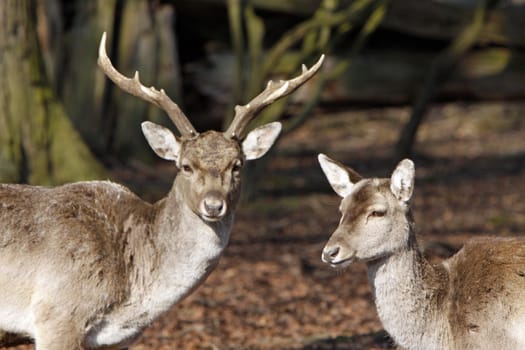 Fallow deer