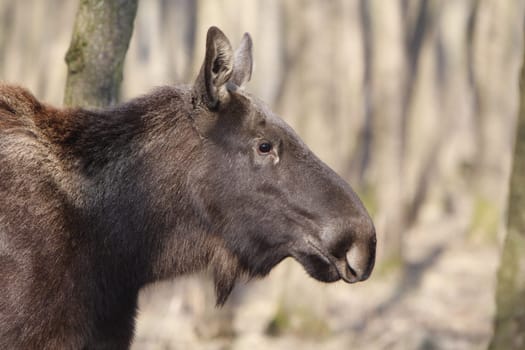 Elk