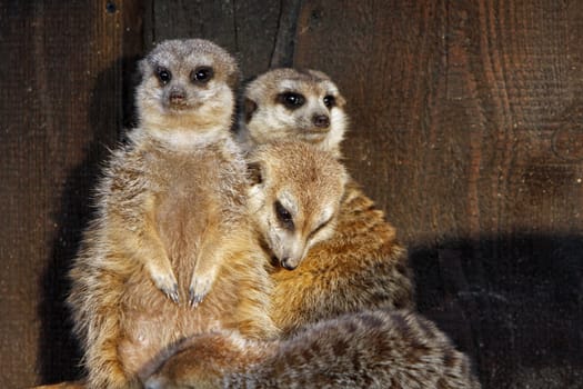 Three meerkats