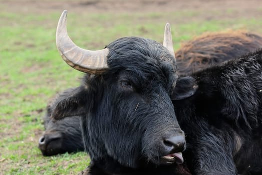 water buffalo