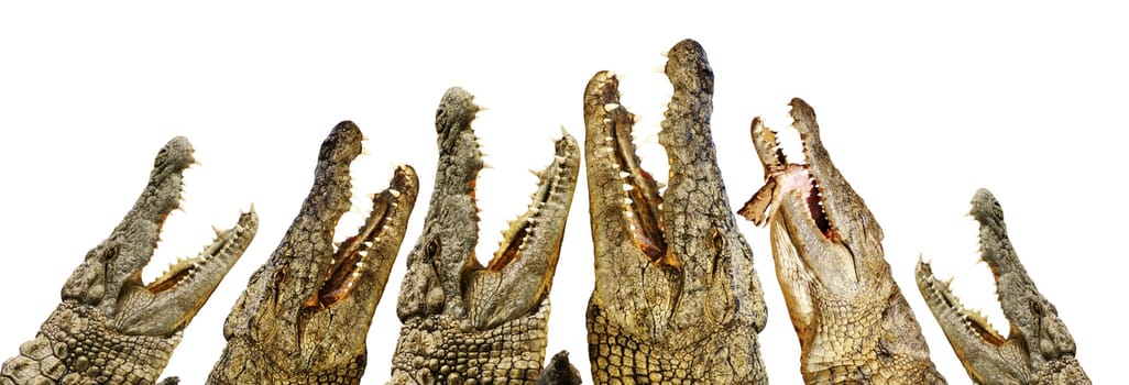 hungry alligators with open mouths