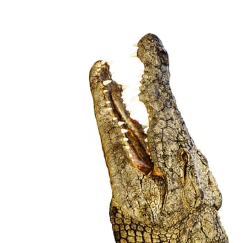 dangerous alligator opens its mouth