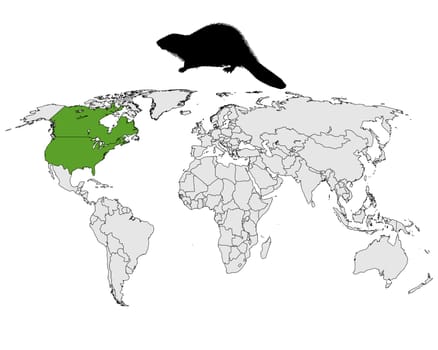Occurrence of Canadian beavers