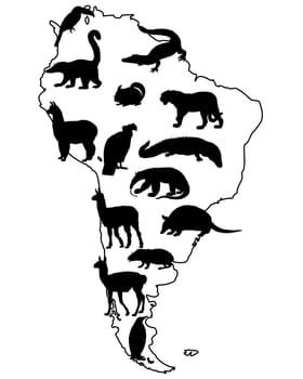 Animals South America