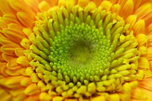 texture with a beautiful yellow gerbera flower