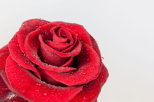 beautiful red rose closeup with drops of water