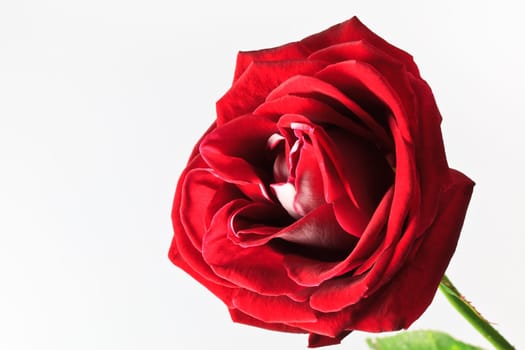 beautiful red rose isolated on white background