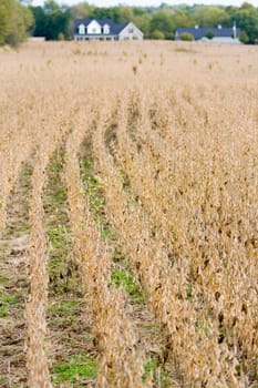 Soy field with rows of dry soy and a farm house in the background