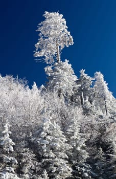 Famous Smoky Mountain view of pine or fir trees covered in snow in early spring