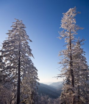 Famous Smoky Mountain view of pine or fir trees covered in snow in early spring and looking down valley
