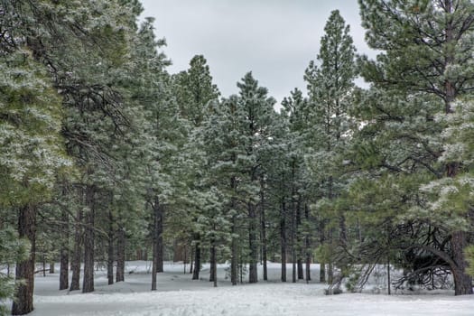 Ice covered pines in the park in Flagstaff, Arizona after ice storm