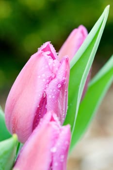 Close-up of tulip flowers after spring shower