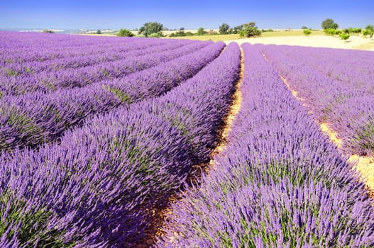 Image shows a lavender field in the region of Provence, southern France