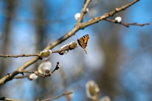 Little fox - Aglais urticae - butterfly collecting nectar on willows