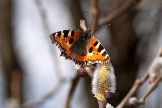 Little fox - Aglais urticae - butterfly collecting nectar on willows