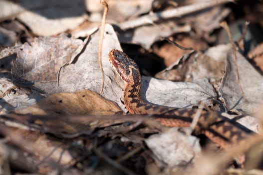 Adder - vipera-berus - On the hunt