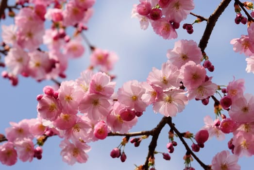 wild cherry