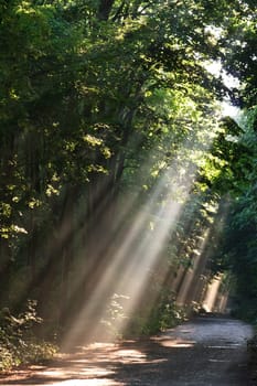 sun fog forest on a country road