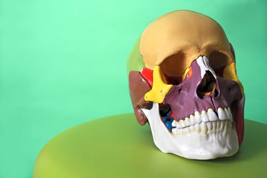 Skull model