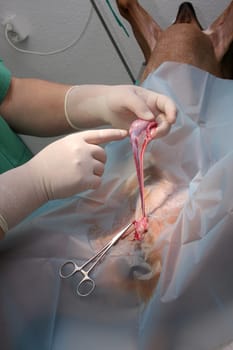 Castration in dogs