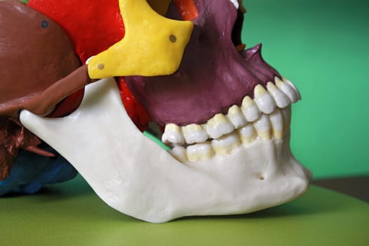 Skull model