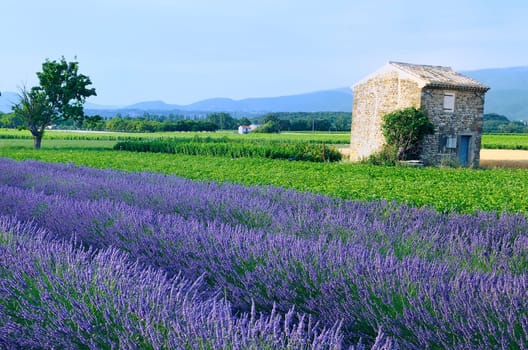 nice lavender in the landscape