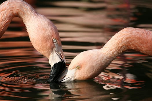 Flamingos