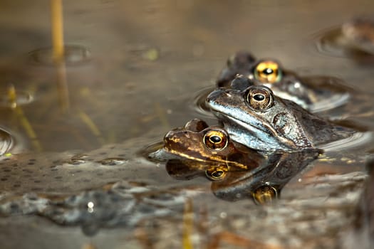 Mating