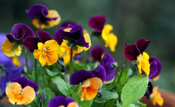 (Viola tricolor)