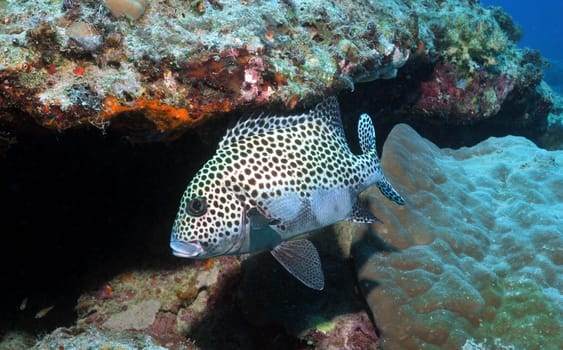 I photographed this beautiful harlequin sweetlip in the Philippine waters