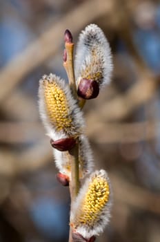 Willow - Herald of Spring - Macro Shot Against the Sky