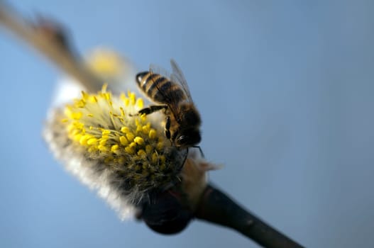 Bee - willow - bee collecting nectar - macro shot against the sky