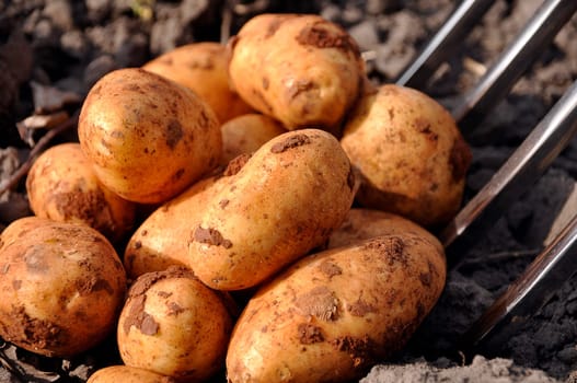 fresh potatoes