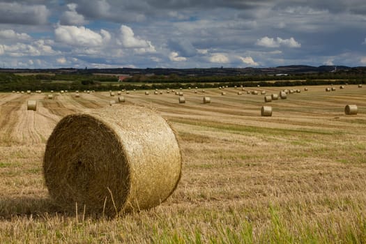 Grain harvest