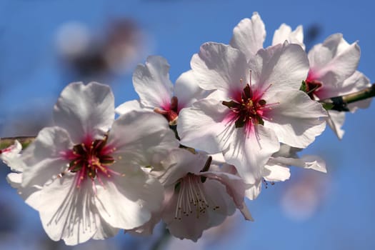 Prunus dulcis