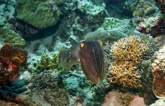 I caught this cuttlefish in the corals of the Sulu Sea / Philippines