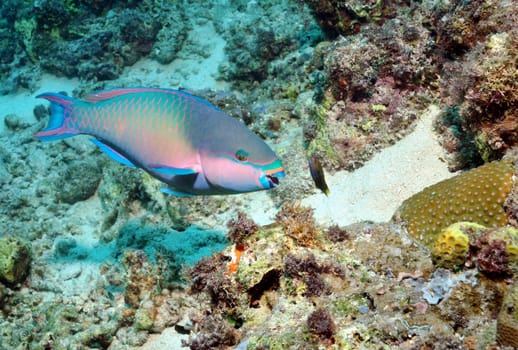 The parrotfish are unconsciously responsible for the beautiful sandy beaches! They bite pieces of coral and excrete the coral sand again. These sand particles reach the beaches through currents and are deposited there.