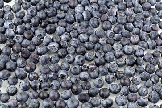 Layer of fresh, organic blueberries on a layer of flat crystalized glass.