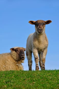 Sheep