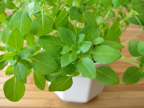 Small-leaved basil in a flower pot