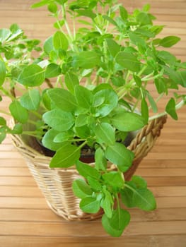 Small-leaved basil in a flower pot