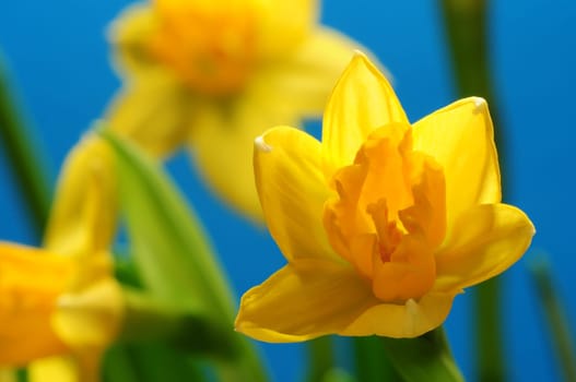 Daffodils in front of blue sky