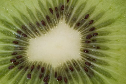 Close-up Kiwi
