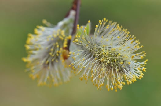 Goat willow