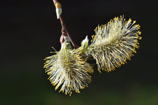 Goat willow