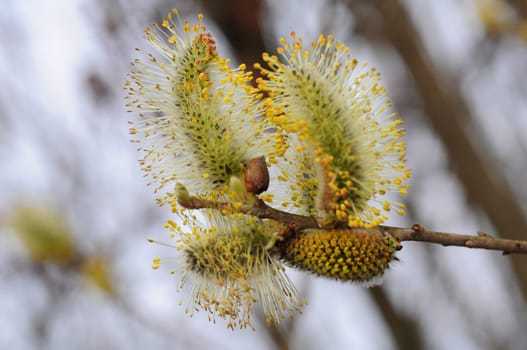 Goat willow