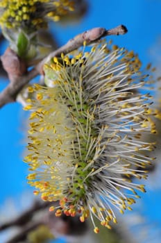 Goat willow