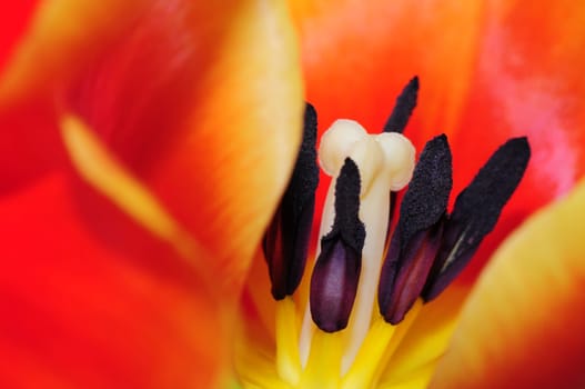 Tulip Detail