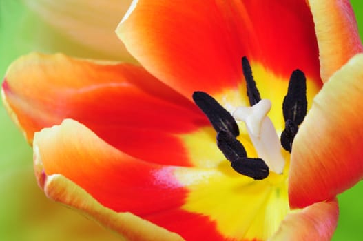 Tulip Detail